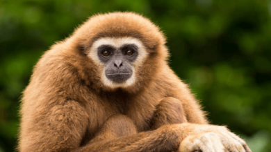 Cute:43f3vr_Fjj8= Gibbon