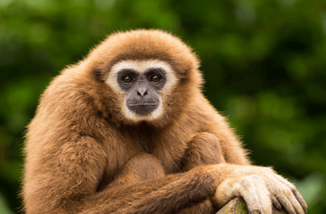 Cute:43f3vr_Fjj8= Gibbon