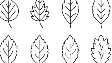 Clipart:5oesxuispmg= Outline:6qgtqhyhayk= Leaf