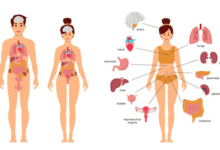 Female:Ef49g__U7yw= Human Anatomy