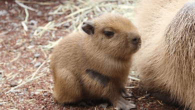 Cute:No0zvev9_Pi= Capybara