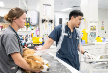 The Importance Of Advanced Imaging In Animal Hospitals
