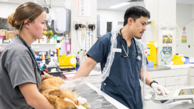 The Importance Of Advanced Imaging In Animal Hospitals