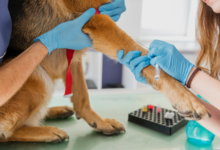 How Animal Hospitals Diagnose And Treat Allergies In Pets