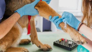 How Animal Hospitals Diagnose And Treat Allergies In Pets