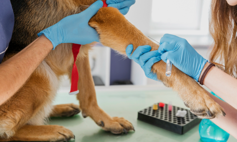 How Animal Hospitals Diagnose And Treat Allergies In Pets