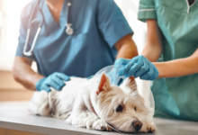 4 Veterinary Services That Improve Quality Of Life For Pets