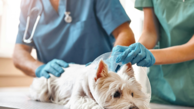 4 Veterinary Services That Improve Quality Of Life For Pets