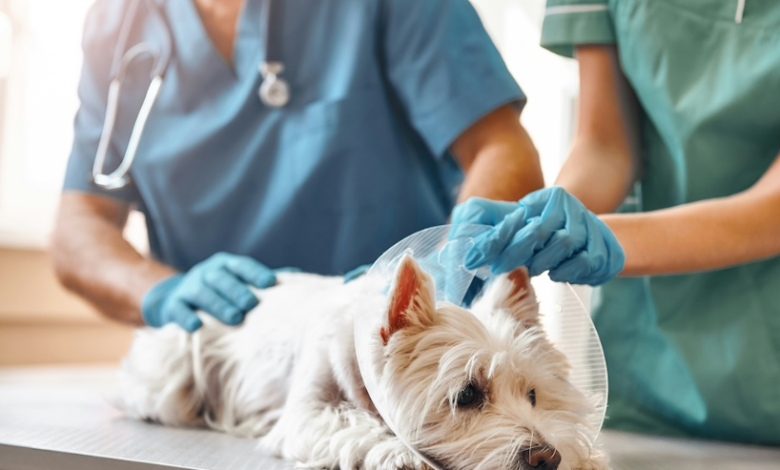 4 Veterinary Services That Improve Quality Of Life For Pets