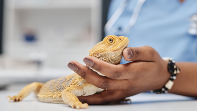 Why Animal Hospitals Are Essential For Exotic Pet Care