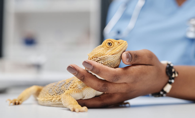 Why Animal Hospitals Are Essential For Exotic Pet Care