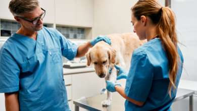 After Hours Solutions: Why Veterinary Urgent Care Matters