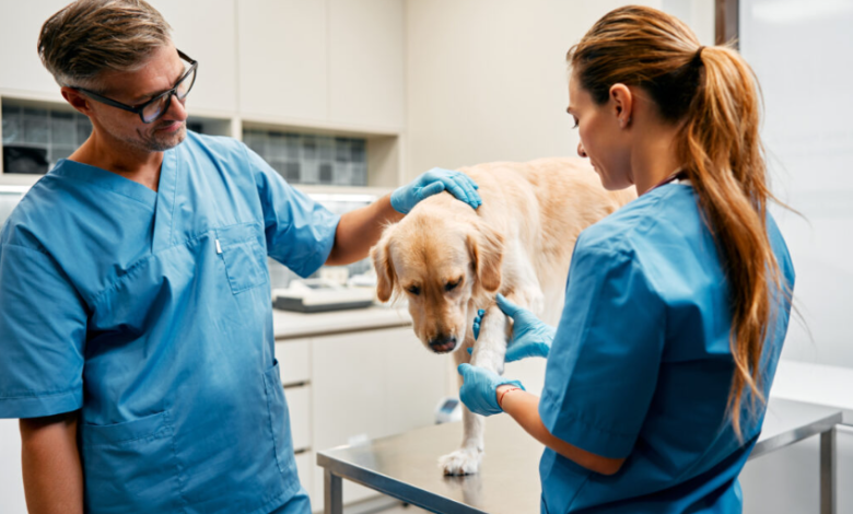 After Hours Solutions: Why Veterinary Urgent Care Matters
