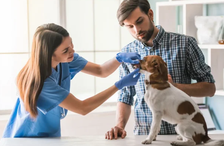 How Routine Vet Visits Keep Your Pet Healthy For Life