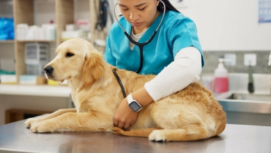 Why Animal Hospitals Are Indispensable During Natural Disasters