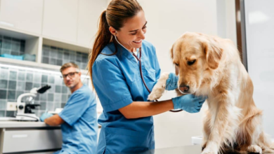 How General Vets Balance Preventive And Reactive Care