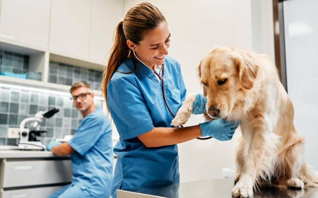 How General Vets Balance Preventive And Reactive Care