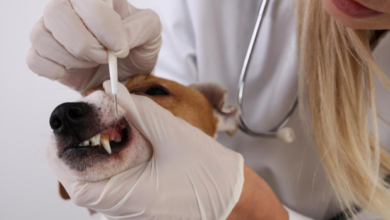 The Importance Of Dental Cleanings In Animal Hospitals