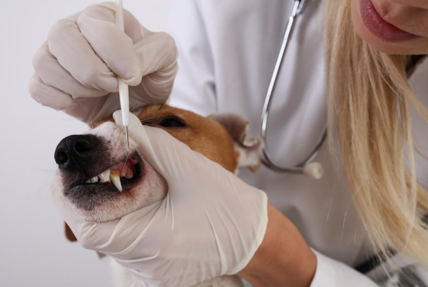 The Importance Of Dental Cleanings In Animal Hospitals