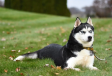 The Importance Of Spay And Neuter In Population Control