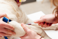 5 Benefits Of Routine Bloodwork At Animal Hospitals