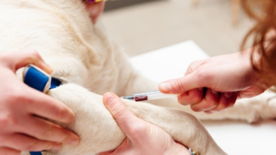 5 Benefits Of Routine Bloodwork At Animal Hospitals