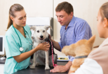 3 Essential Questions To Ask A Veterinary Urgent Care Provider