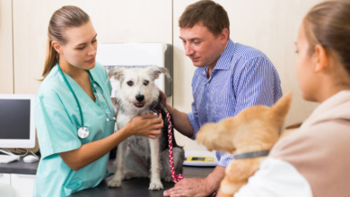 3 Essential Questions To Ask A Veterinary Urgent Care Provider