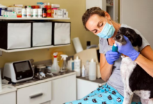 How Veterinary Dentistry Supports Whole Body Health