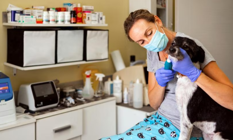 How Veterinary Dentistry Supports Whole Body Health