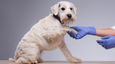 The Role Of Animal Hospitals In Supporting Veterinary Research