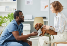6 Tips For Choosing The Right General Veterinarian