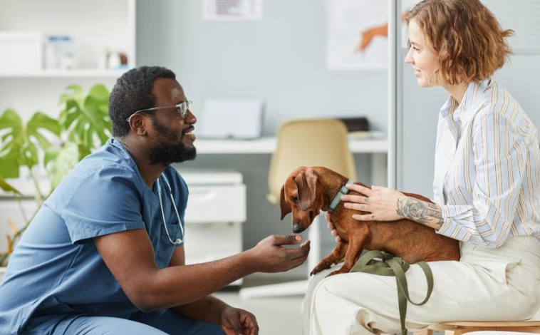 6 Tips For Choosing The Right General Veterinarian