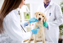 Why Vaccinations Are A Cornerstone Of General Veterinary Care
