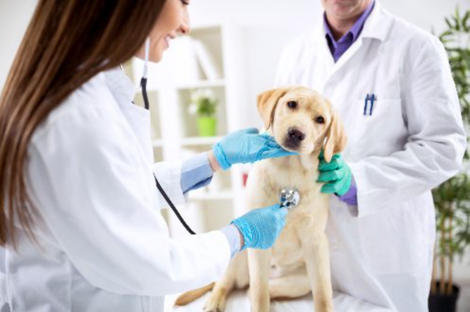 Why Vaccinations Are A Cornerstone Of General Veterinary Care