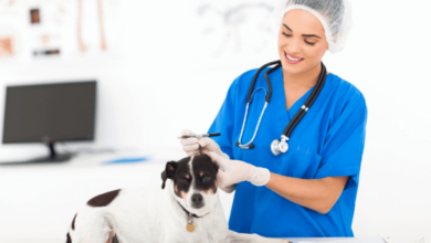 3 Ways Animal Hospitals Contribute To Lifesaving Care