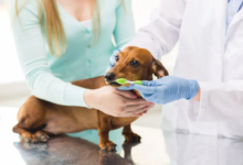 The Importance Of Dental Cleanings Provided At Animal Hospitals
