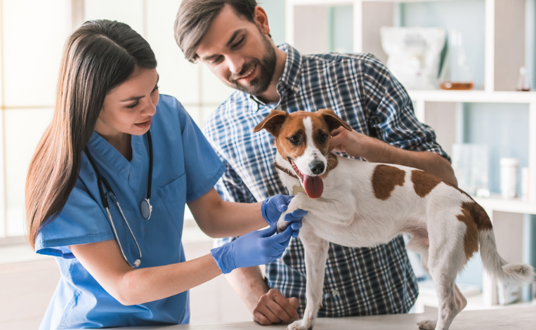 Why Pet Owners Value Transparent Communication At Animal Hospitals