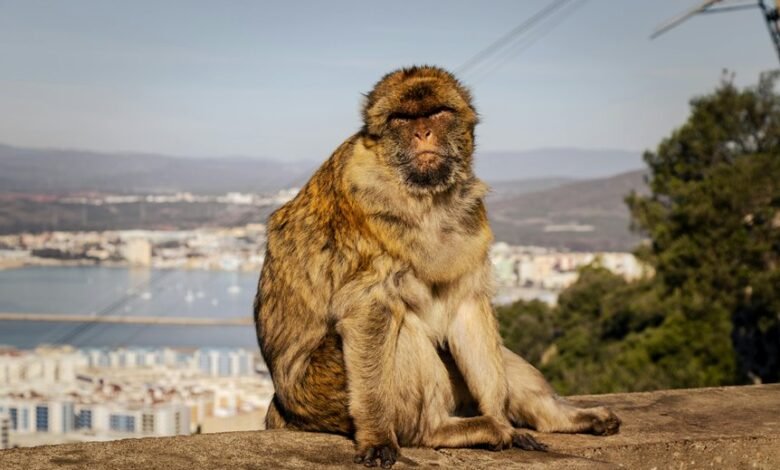 pudel gossip commentary guide