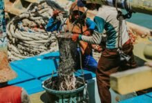 score prediction system explained