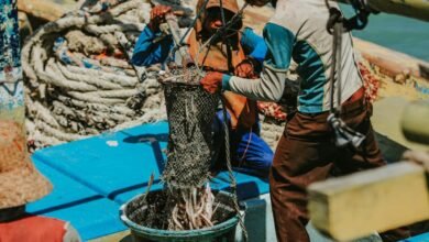 score prediction system explained