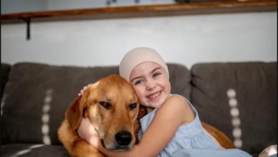 How Animal Hospitals Provide Comfort During Chemotherapy