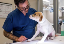 The Growing Demand For Dental Care In Animal Clinics