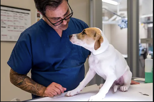 The Growing Demand For Dental Care In Animal Clinics