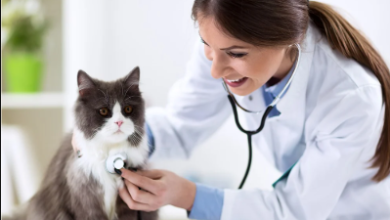 5 Common Services Offered At Small Animal Hospitals