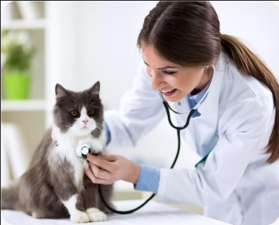 5 Common Services Offered At Small Animal Hospitals