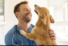 Why Veterinary Services Matter More Than Ever Today