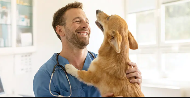 Why Veterinary Services Matter More Than Ever Today