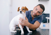 How General Vets Ensure Comfort Through Compassionate Care