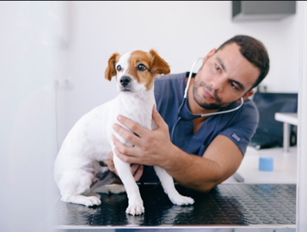 How General Vets Ensure Comfort Through Compassionate Care